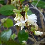 Abeliophyllum distichum - 