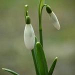 Galanthus nivalis 'Magnet' - 