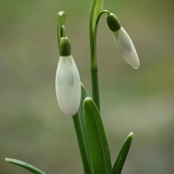 Galanthus nivalis 'Magnet'