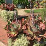 Echeveria 'Baron Bold' - 