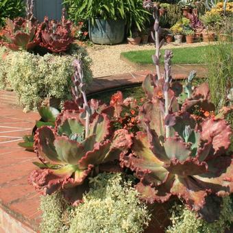 Echeveria 'Baron Bold'