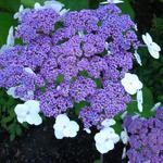 Hydrangea aspera 'Macrophylla' - 