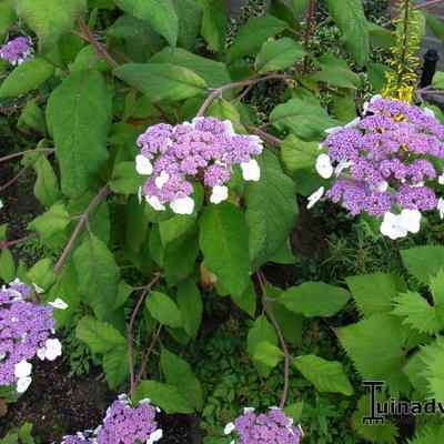 Hydrangea aspera 'Macrophylla' - Hydrangea aspera 'Macrophylla'