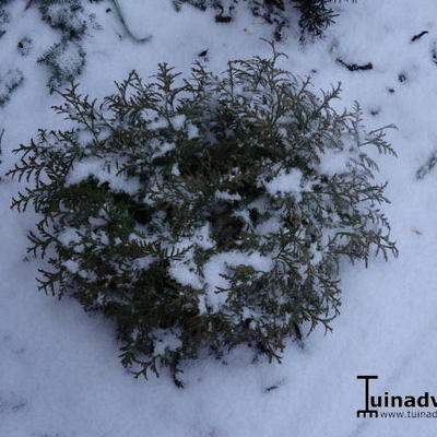 Thuja occidentalis 'Mr. Bowling Ball' - Thuja occidentalis 'Mr. Bowling Ball'