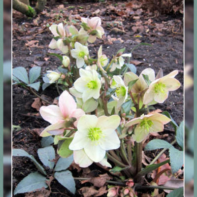 Helleborus x nigercors 'Emma' - Helleborus x nigercors 'Emma'