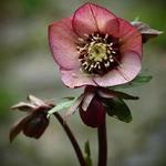 Helleborus orientalis - Orientalische Nieswurz