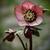 Helleborus orientalis