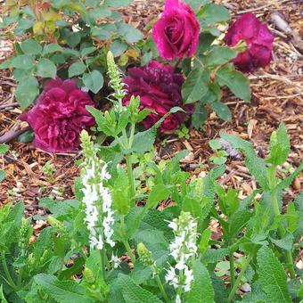 Rosa 'Munstead Wood'