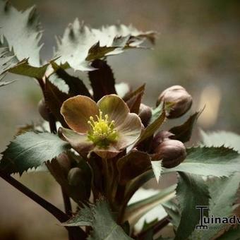 Helleborus