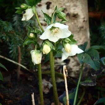 Helleborus orientalis