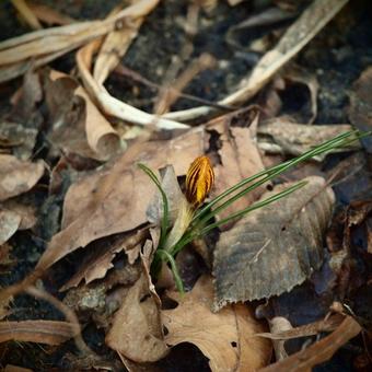 Crocus chrysanthus 'Zwanenburg Bronze'