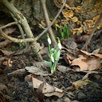 Galanthus nivalis