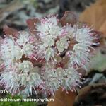 Chrysosplenium macrophyllum - Chrysosplenium macrophyllum