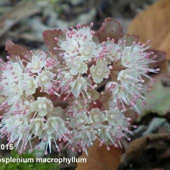 Chrysosplenium macrophyllum