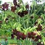 Nicotiana 'Black Knight' - 