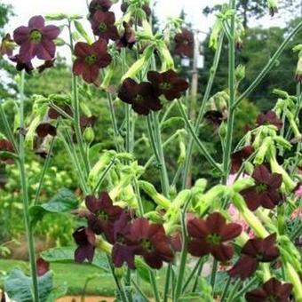 Nicotiana 'Black Knight'