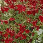 Nicotiana alata 'Perfume Red' - 