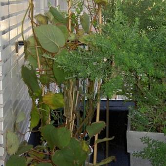 Actinidia deliciosa 'Golden Kiwi'