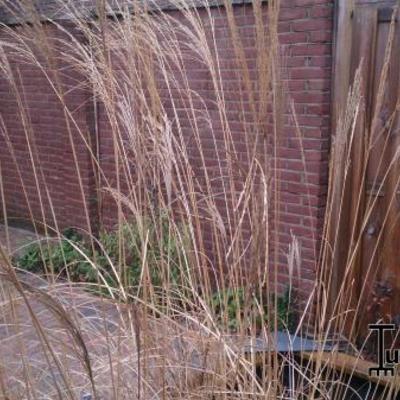 Canche cespiteuse - Deschampsia cespitosa