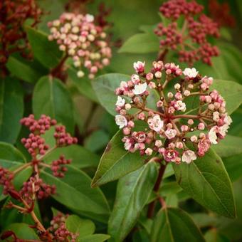 Viburnum tinus