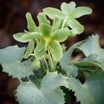 Helleborus argutifolius 'Silver Lace' - 