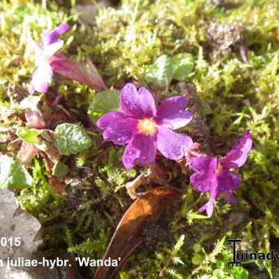 Primula 'Wanda'