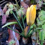 Crocus x luteus 'Golden Yellow' - 