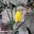 Crocus x luteus 'Golden Yellow'