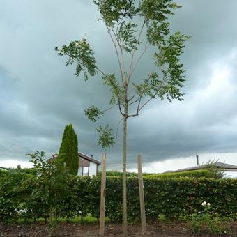 Koelreuteria paniculata