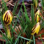 Crocus chrysanthus 'Gypsy Girl' - 