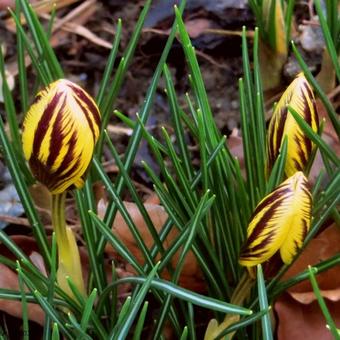 Crocus chrysanthus 'Gypsy Girl'