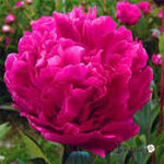 Paeonia lactiflora 'Kansas' - 