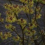 Hamamelis mollis - Chinesische Zaubernuss