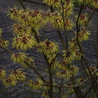 Hamamelis mollis