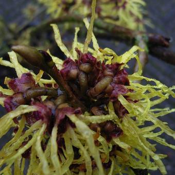 Hamamelis mollis