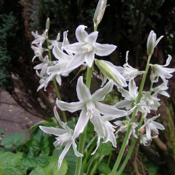 Ornithogalum nutans