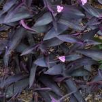 Tradescantia pallida - Mexikanische Dreimasterblume