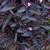 Tradescantia pallida