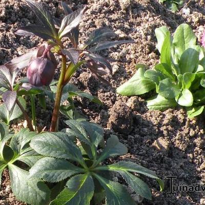 Helleborus orientalis 'Ruby Star' - 