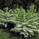 Viburnum plicatum var. tomentosum - 