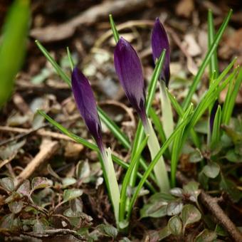 Crocus tommasinianus 'Ruby Giant'