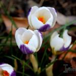 Crocus chrysanthus 'Blue Bird' - 