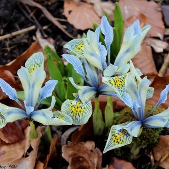 Iris 'Katharine Hodgkin'