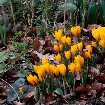 Crocus x luteus 'Golden Yellow'