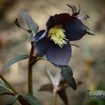 Helleborus orientalis 'Ruby Star' - 