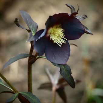 Helleborus orientalis 'Ruby Star'