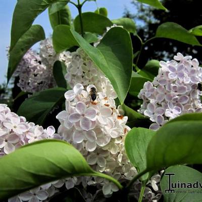 Syringa vulgaris 'Sensation' - Syringa vulgaris 'Sensation'