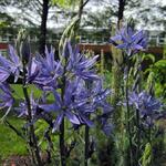 Camassia leichtlinii 'Blue Candle' - 