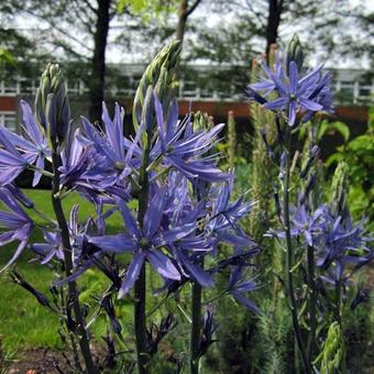 Camassia leichtlinii 'Blue Candle'