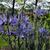 Camassia leichtlinii 'Blue Candle'